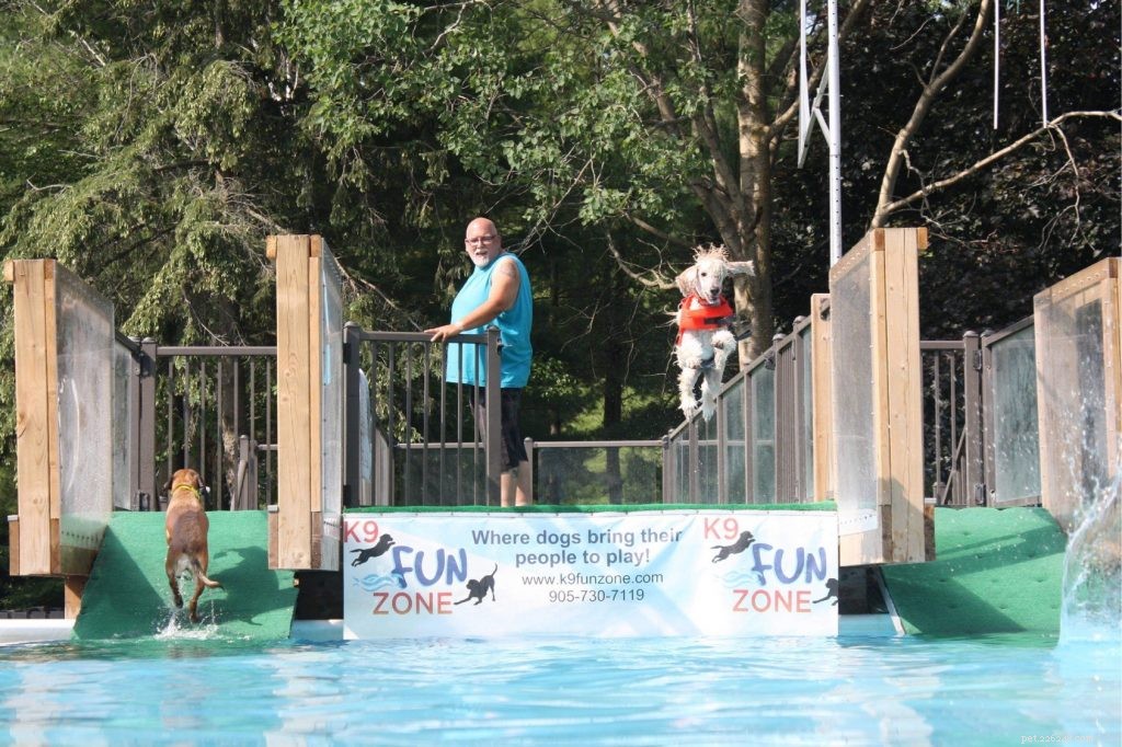 Dock Diving for Dogs: The Ultimate Water Sport for All Breeds