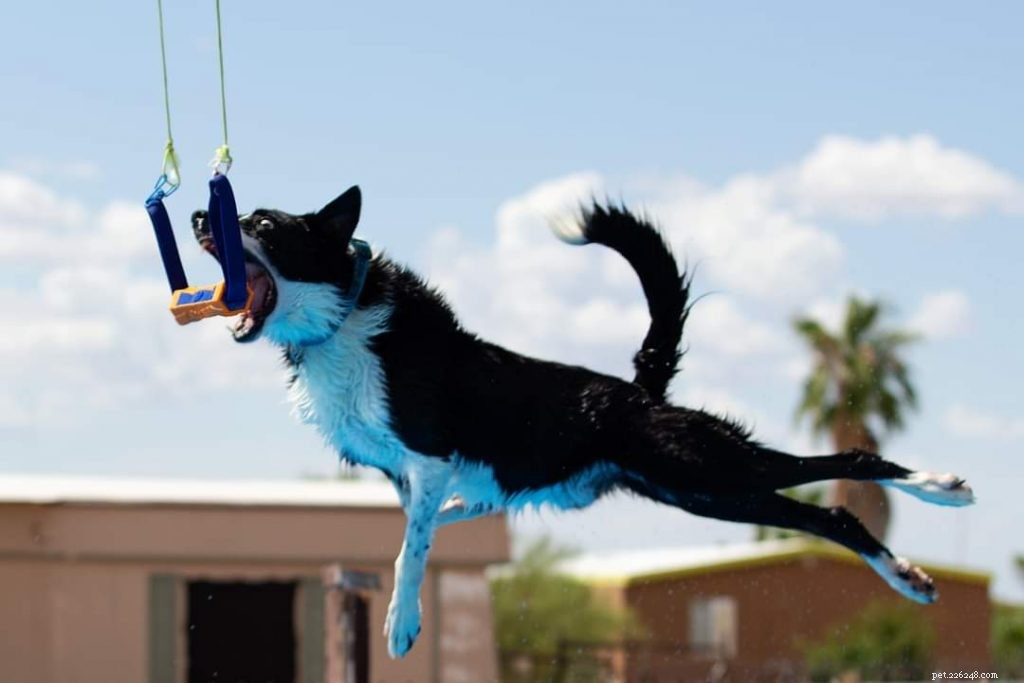 Dock Diving for Dogs: The Ultimate Water Sport for All Breeds
