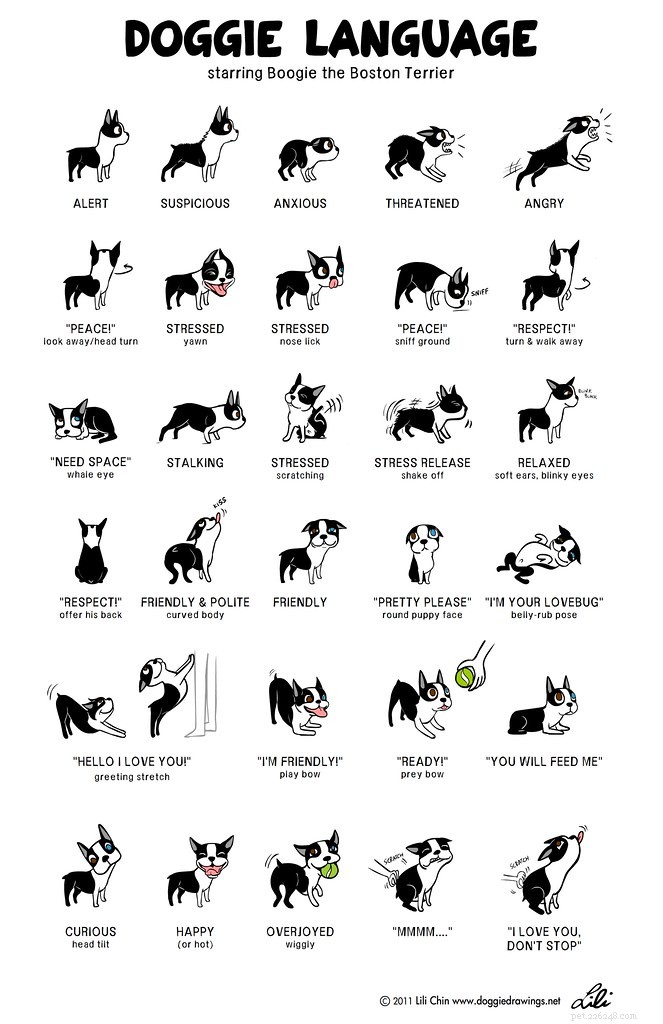 Unlock Your Dog’s Inner World: New Book Reveals True Feelings Through Body Language