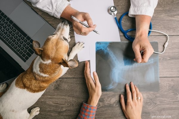 Pet Insurance & Pre‑Existing Conditions: Essential Guide Before You Buy