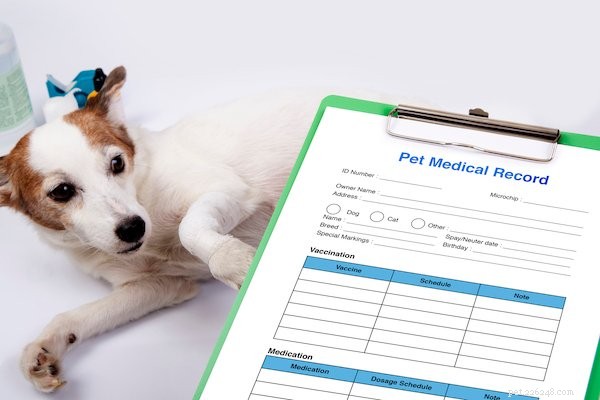 Pet Insurance & Pre‑Existing Conditions: Essential Guide Before You Buy
