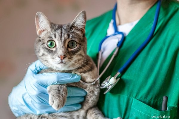 Pet Insurance & Pre‑Existing Conditions: Essential Guide Before You Buy
