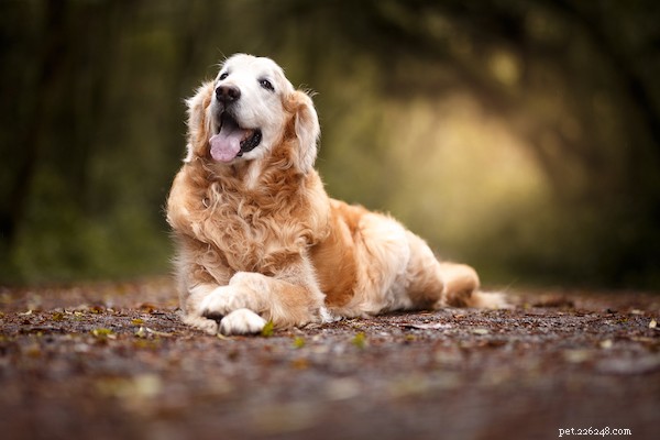Pet Insurance & Pre‑Existing Conditions: Essential Guide Before You Buy