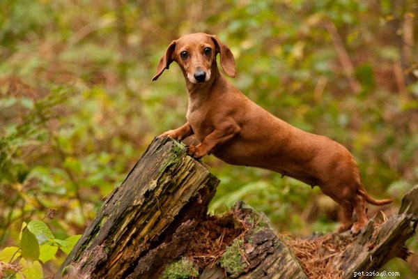Pet Insurance & Pre‑Existing Conditions: Essential Guide Before You Buy