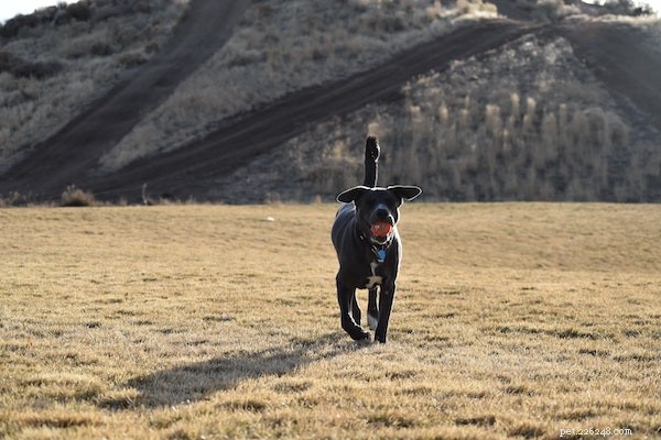 Cosequin vs. Dasuquin: Which Joint Supplement Works Best for Pets?