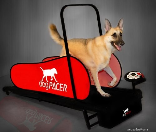8 Proven Tools for Managing and Treating Obesity in Dogs