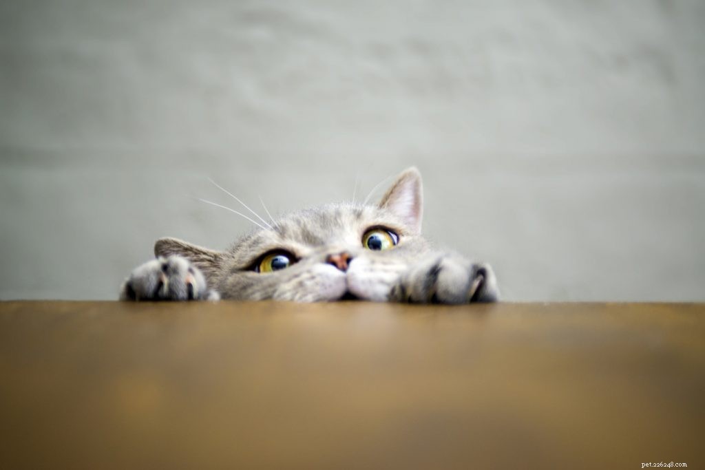 Will My Cat Eat Me If I Pass Away? Understanding Animal Behavior and Pet Safety