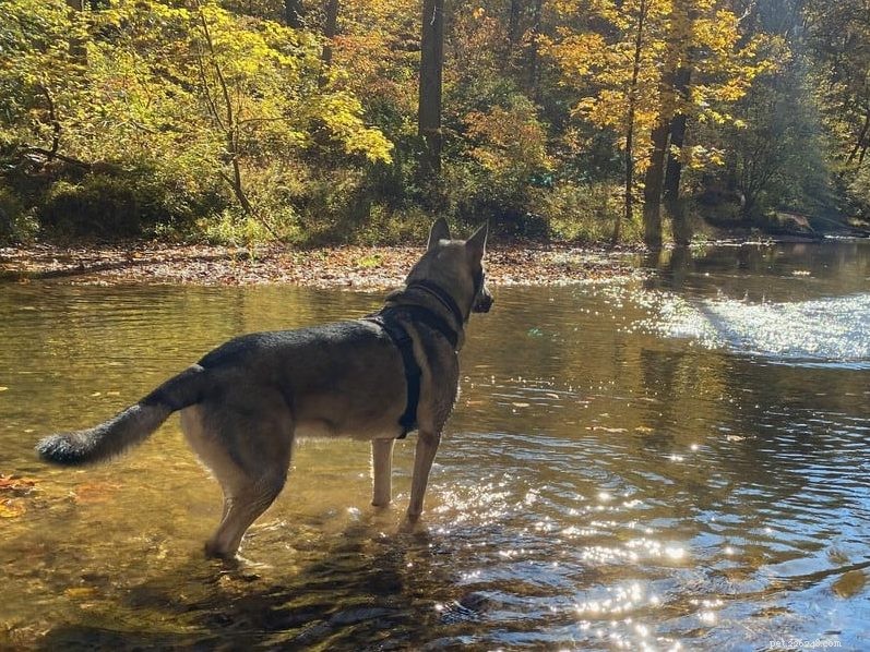 Top Dog Harnesses of 2022 – Expert‑Reviewed by a Professional Trainer