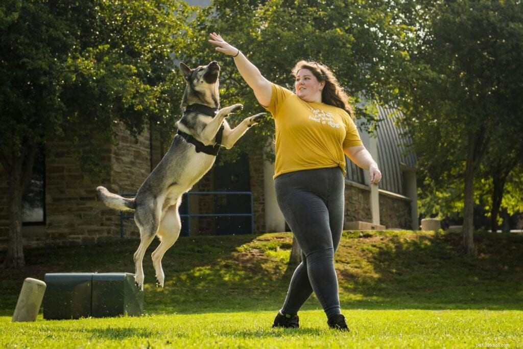 Top Dog Harnesses of 2022 – Expert‑Reviewed by a Professional Trainer