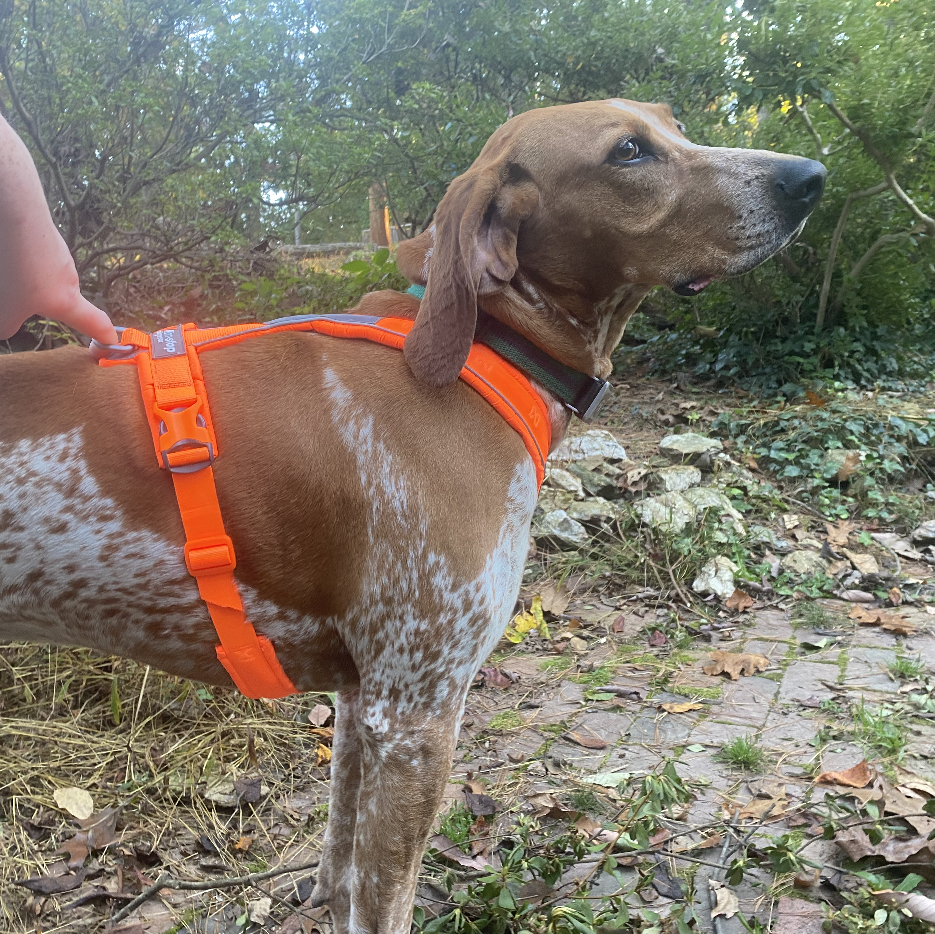 Top Dog Harnesses of 2022 – Expert‑Reviewed by a Professional Trainer