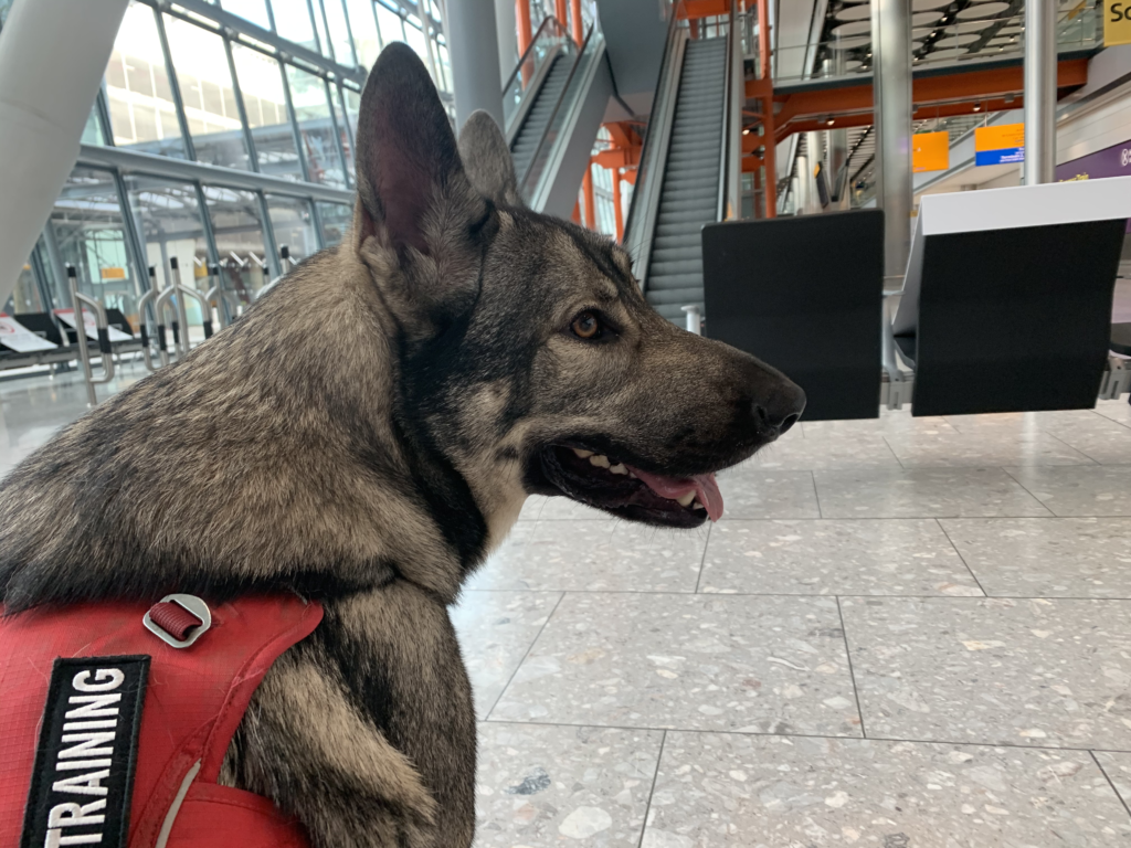 Traveling Internationally with Your Dog: 8 Expert Tips for a Smooth Journey