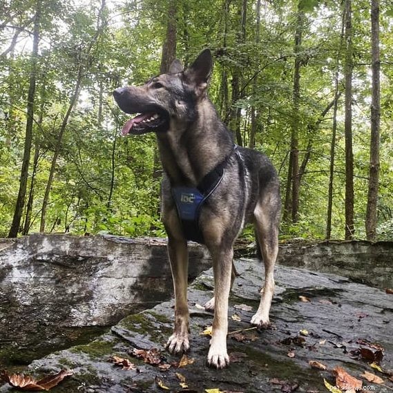 Top Dog Harnesses of 2022 – Expert‑Reviewed by a Professional Trainer