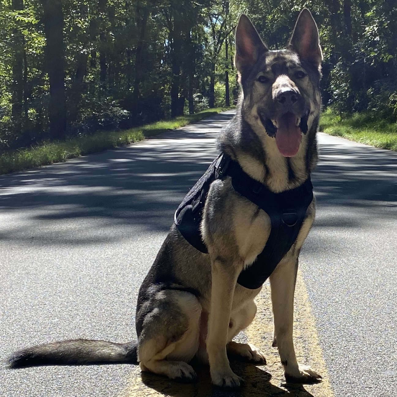 Top Dog Harnesses of 2022 – Expert‑Reviewed by a Professional Trainer