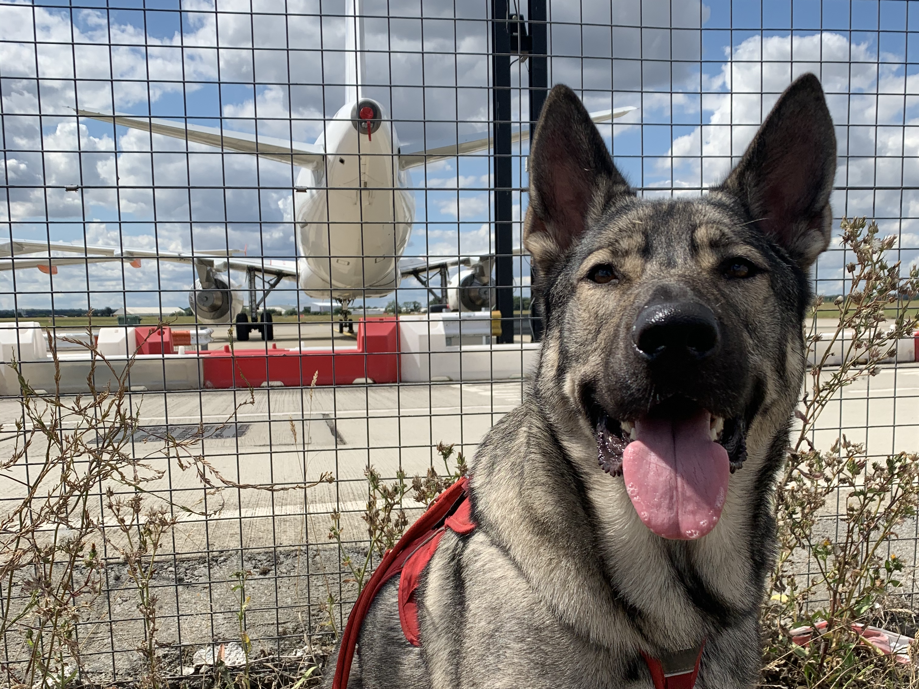 Board & Train Bootcamp: What It Means for Your Reactive Dog