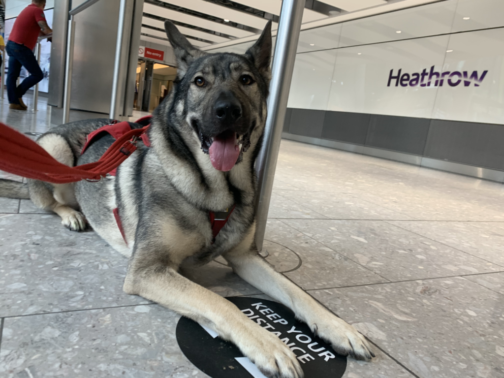 Traveling Internationally with Your Dog: 8 Expert Tips for a Smooth Journey