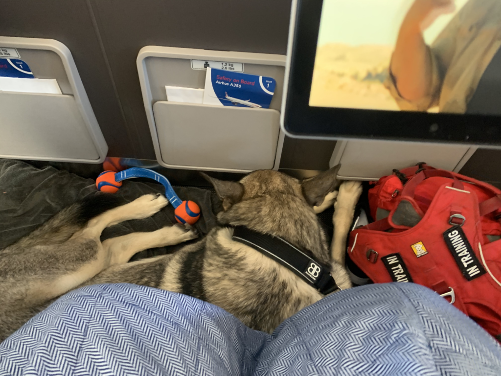 Traveling Internationally with Your Dog: 8 Expert Tips for a Smooth Journey