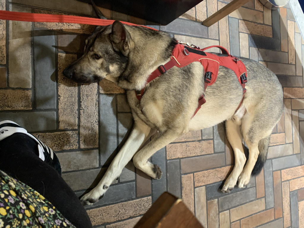 Traveling Internationally with Your Dog: 8 Expert Tips for a Smooth Journey