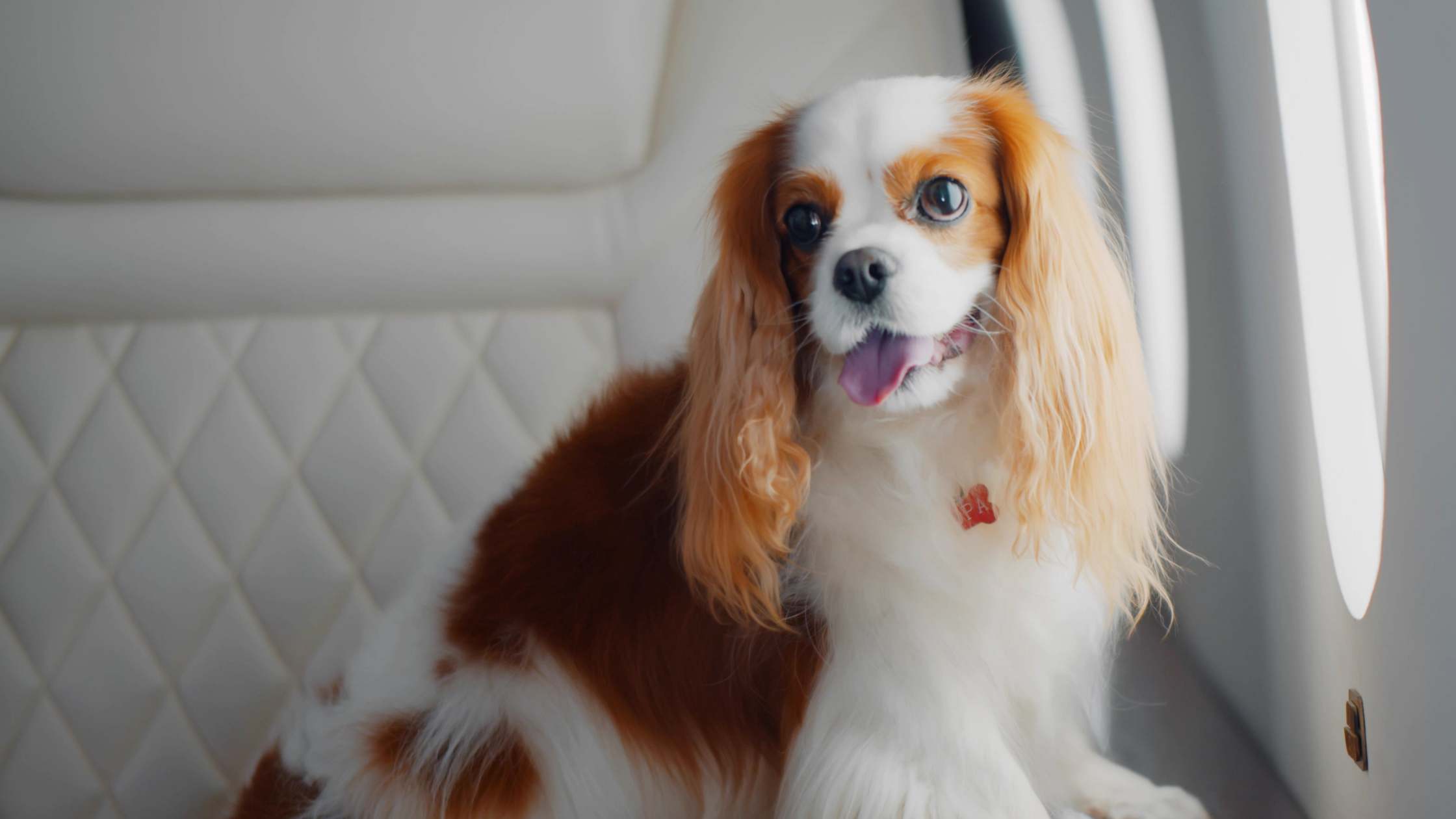 Traveling Internationally with Your Dog: 8 Expert Tips for a Smooth Journey