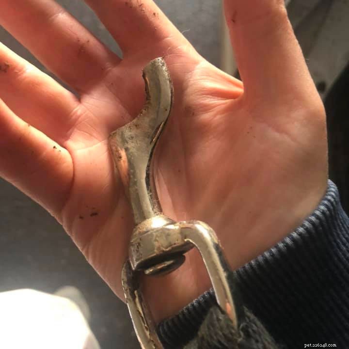 Flat Leashes Explained: A Comprehensive Guide to Components and Proper Use