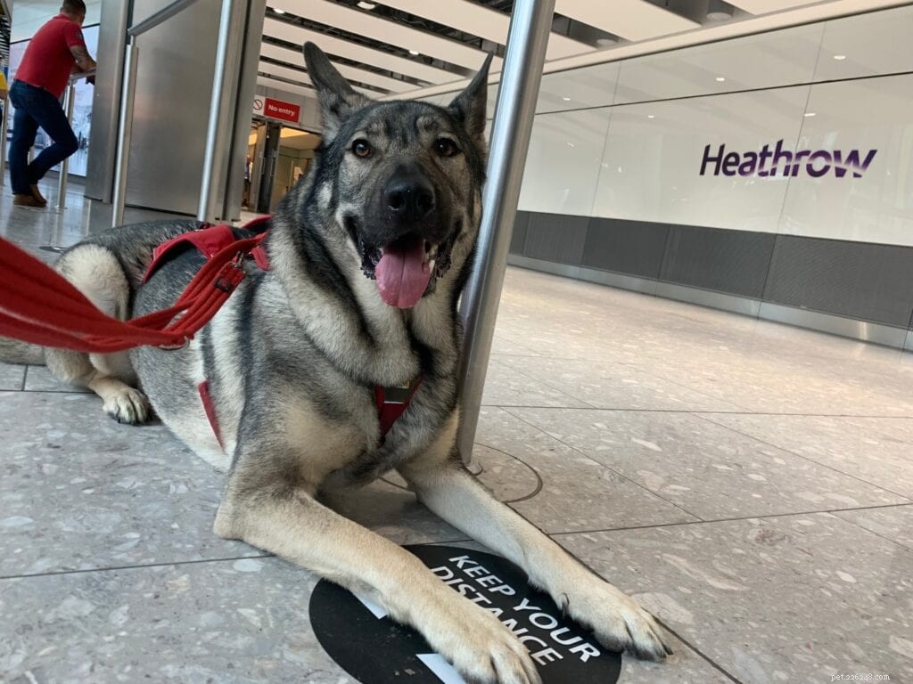 Ruffwear Palisades Dog Backpack: Honest Review & Training Benefits