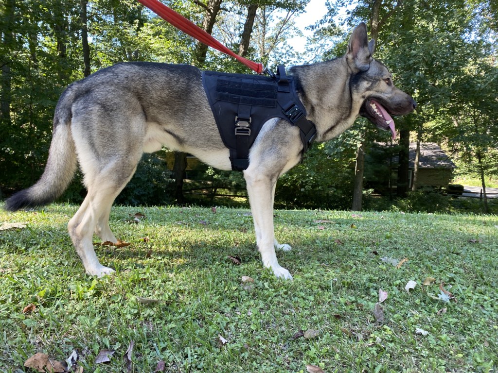 IceFang Tactical Dog Harness Review: Performance, Comfort, and Durability Compared