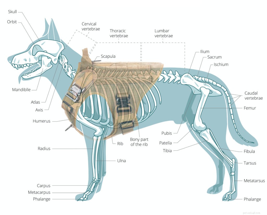 IceFang Tactical Dog Harness Review: Performance, Comfort, and Durability Compared