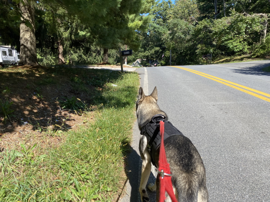 IceFang Tactical Dog Harness Review: Performance, Comfort, and Durability Compared