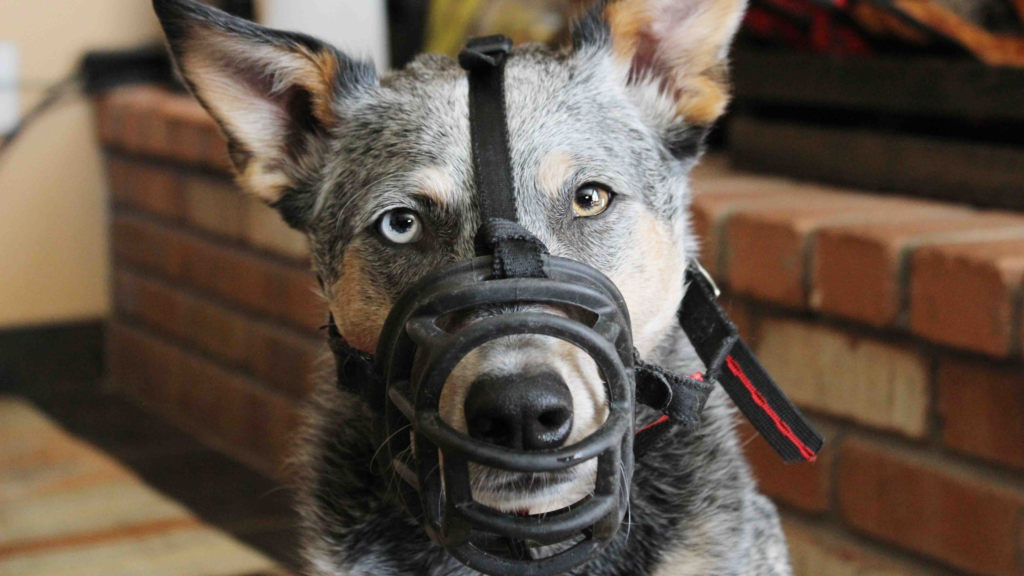 5 Essential Facts About Muzzled Dogs: Breaking the Stigma