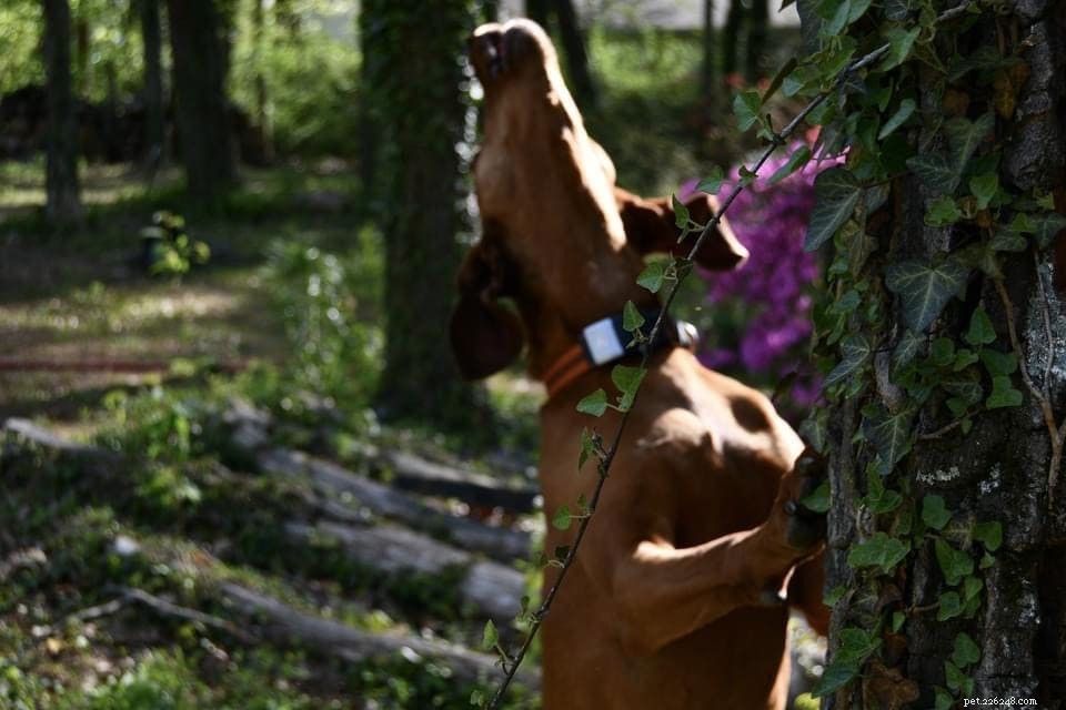 6 Essential Steps to Prepare Your Reactive Dog for Successful Training