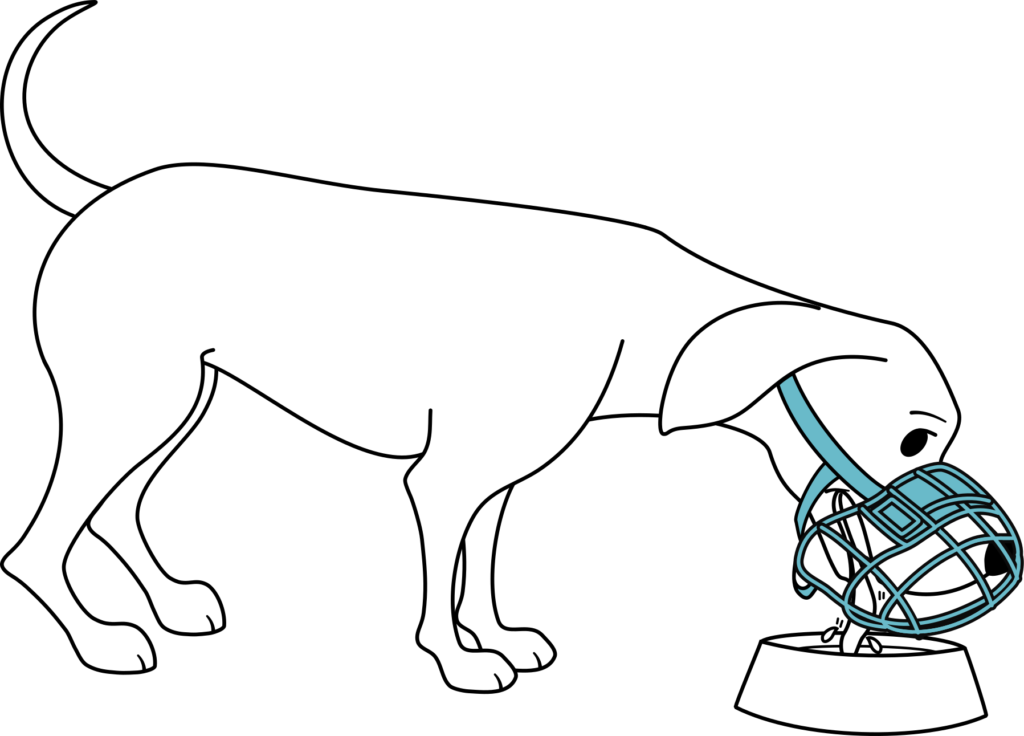 How to Properly Fit a Dog Muzzle: Expert Tips & Safety Guide