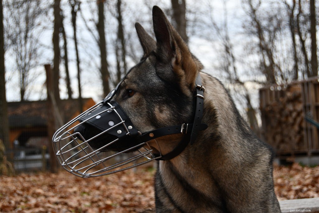 How to Properly Fit a Dog Muzzle: Expert Tips & Safety Guide