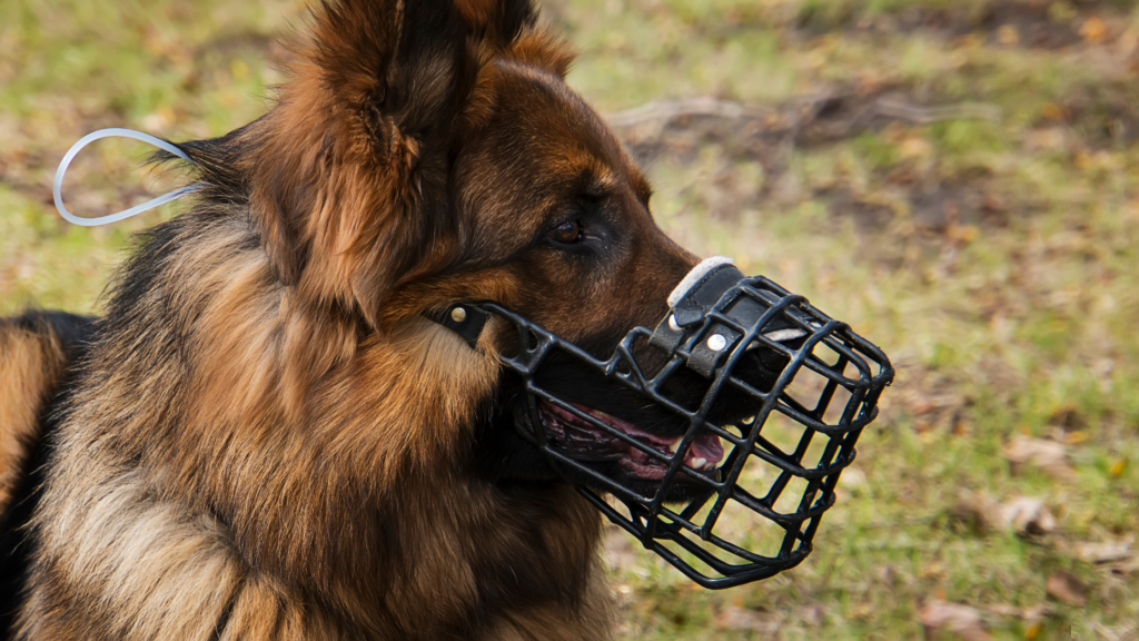 5 Essential Facts About Muzzled Dogs: Breaking the Stigma