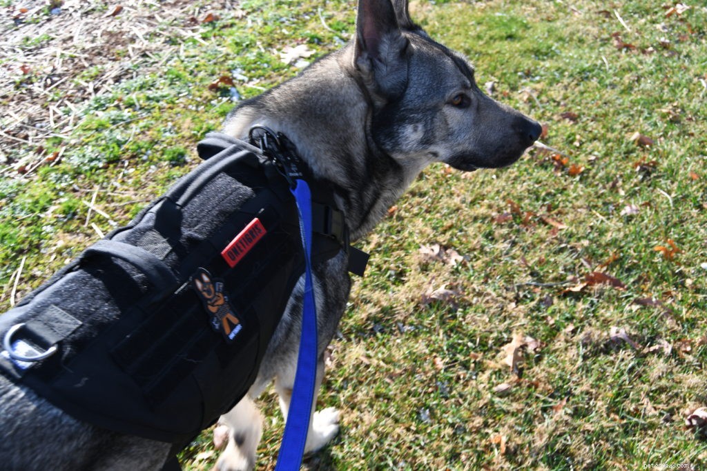 6 Essential Steps to Prepare Your Reactive Dog for Successful Training