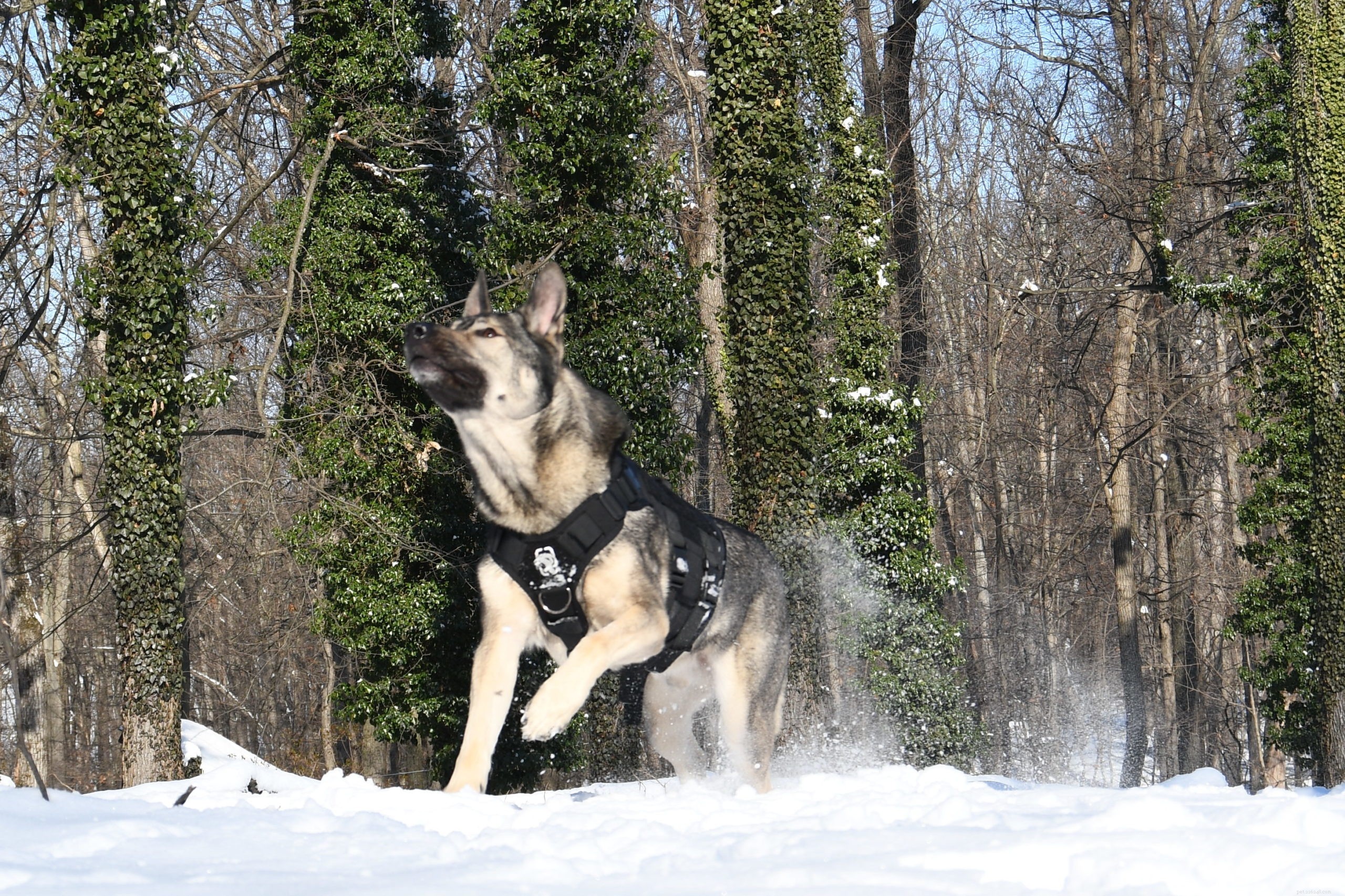 OneTigris XDestroyer K9 Tactical Harness – In-Depth Review & Buying Guide