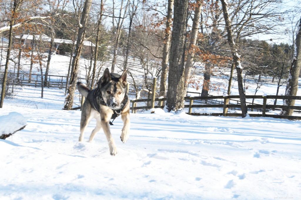 OneTigris XDestroyer K9 Tactical Harness – In-Depth Review & Buying Guide