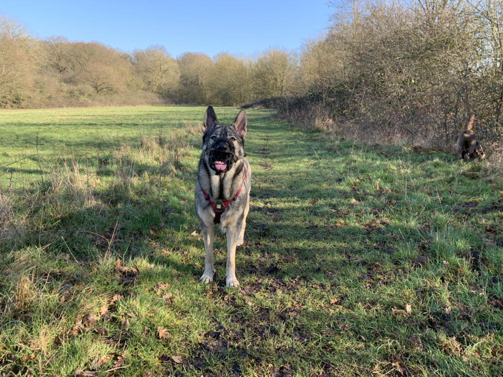 Baskerville Ultra Dog Muzzle Review: Comfort, Safety, and Performance