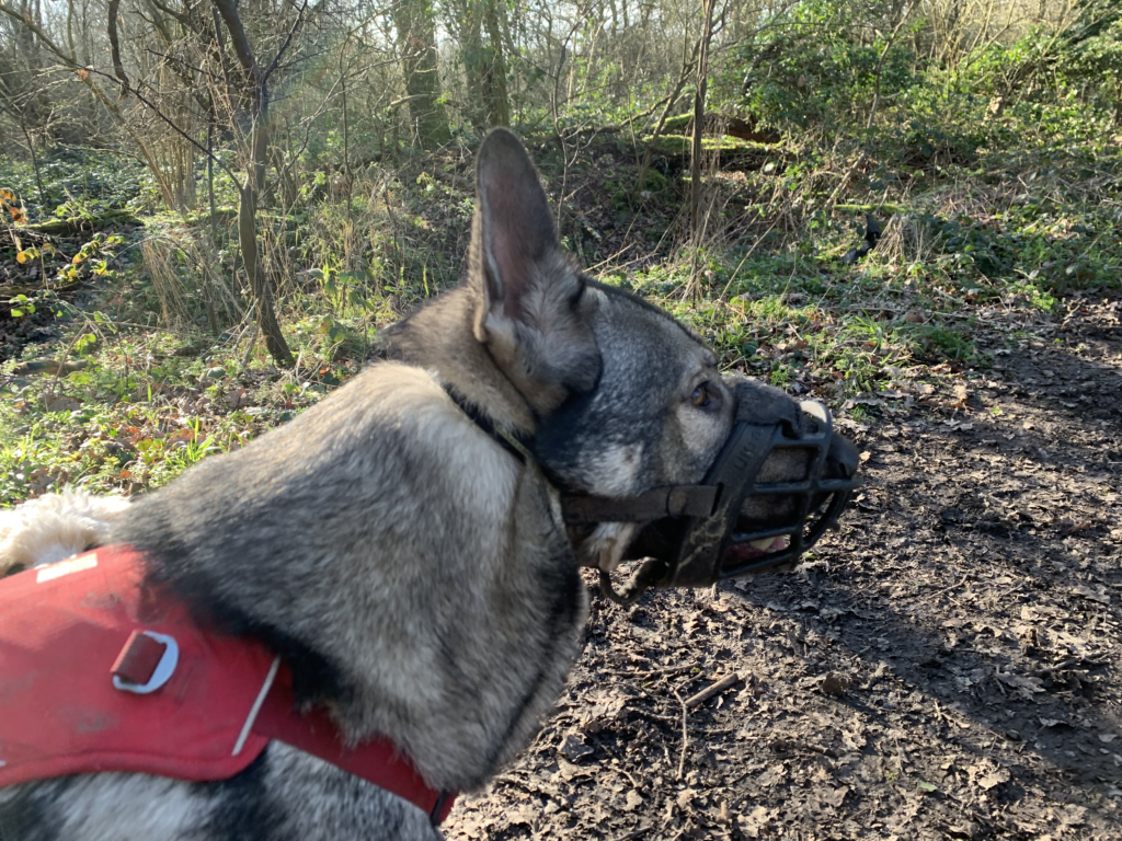 Baskerville Ultra Dog Muzzle Review: Comfort, Safety, and Performance