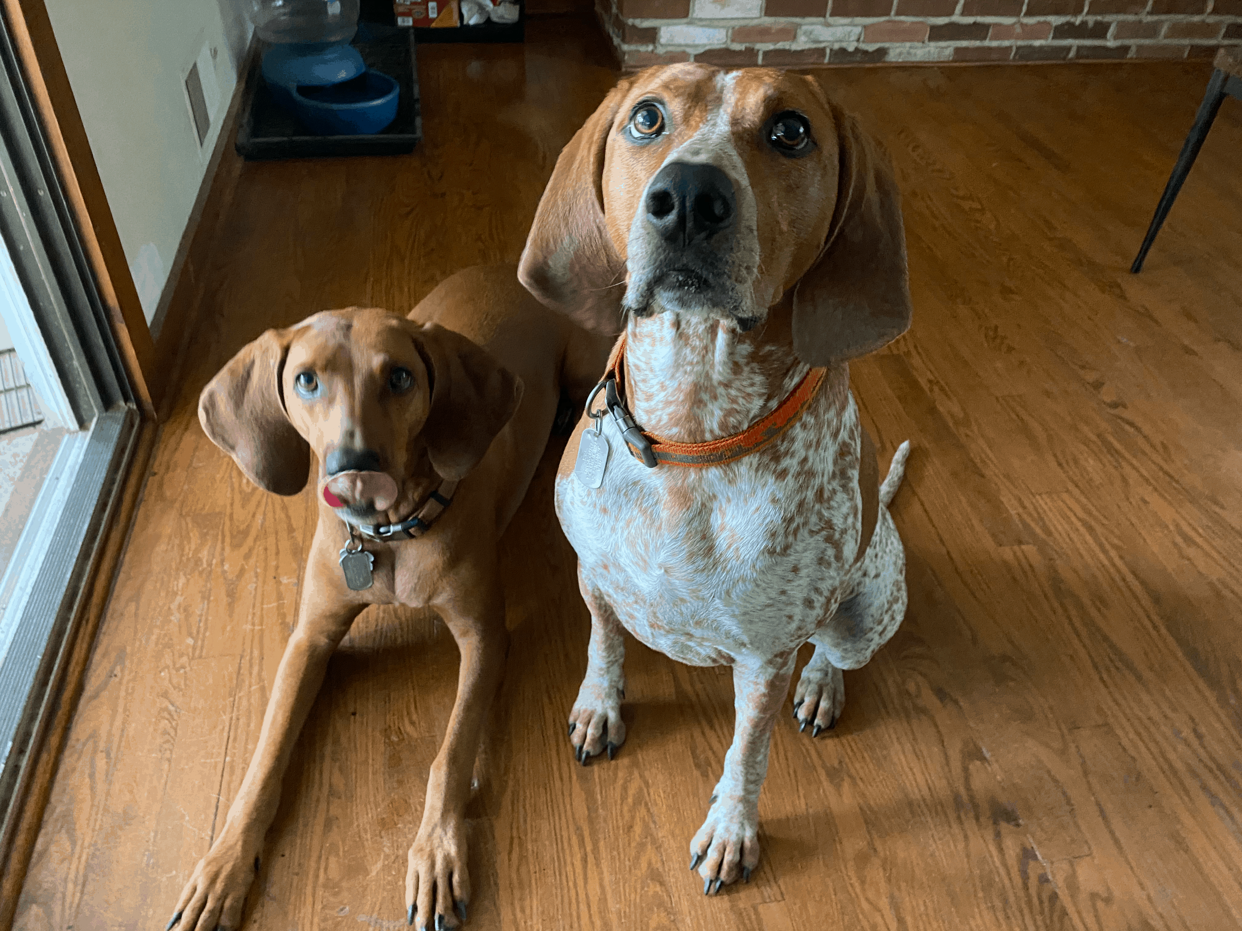Maximize Your Puppy’s Playtime: Expert Guide to Kong Toys & 46 Savory Fillings