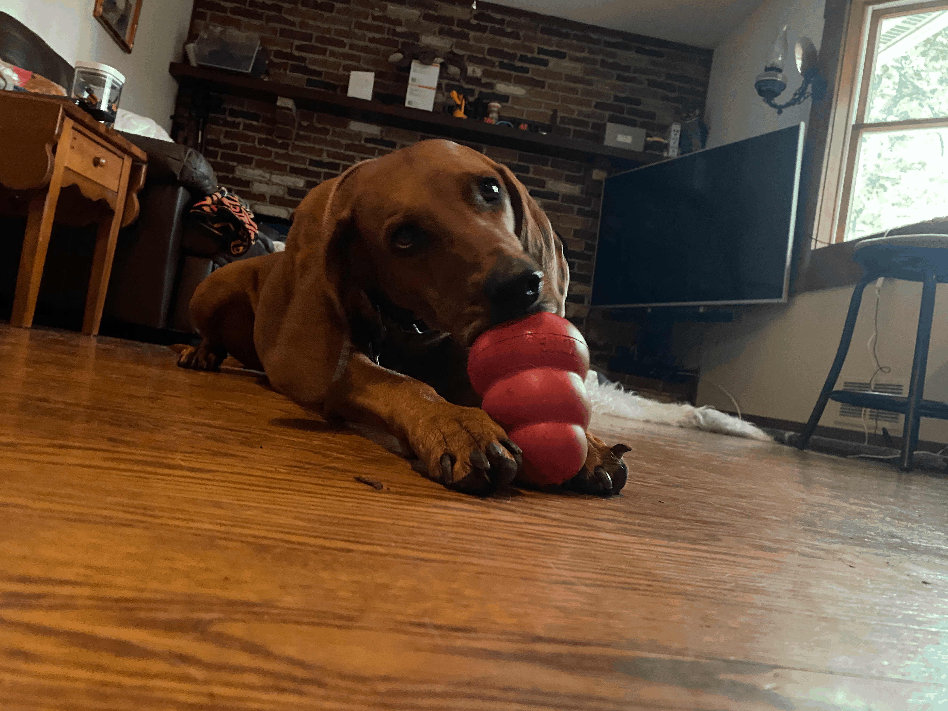 Maximize Your Puppy’s Playtime: Expert Guide to Kong Toys & 46 Savory Fillings