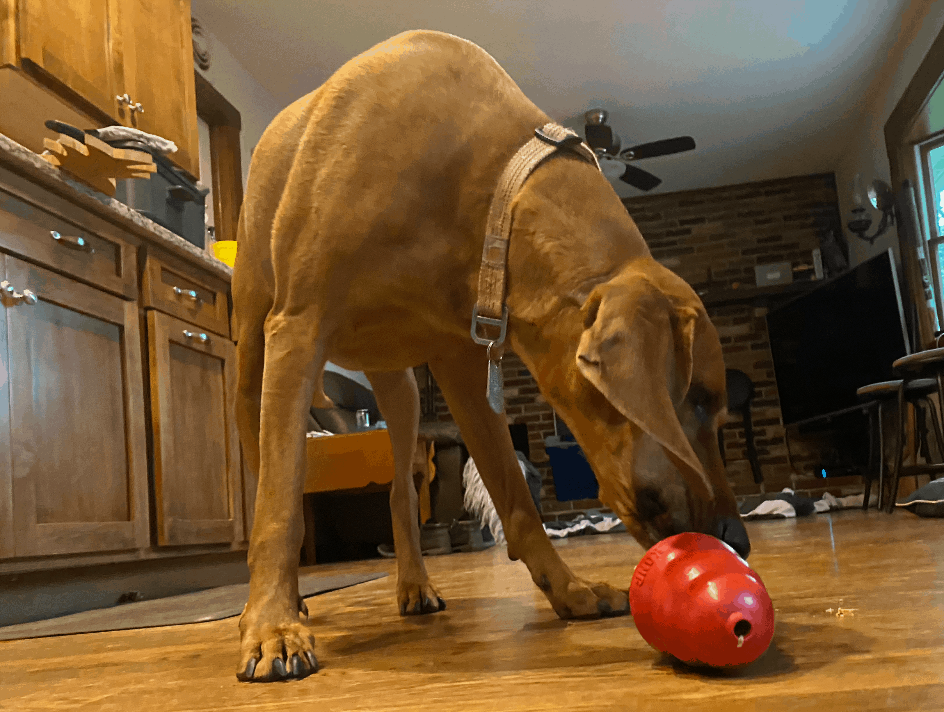Maximize Your Puppy’s Playtime: Expert Guide to Kong Toys & 46 Savory Fillings