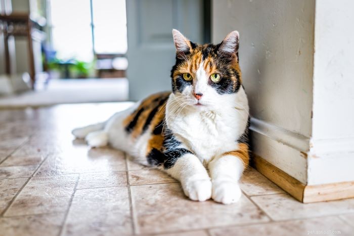 5 Key Reasons Your Cat Stares at You (and What It Means)