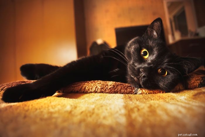 5 Key Reasons Your Cat Stares at You (and What It Means)