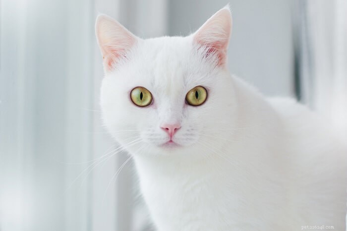 5 Key Reasons Your Cat Stares at You (and What It Means)