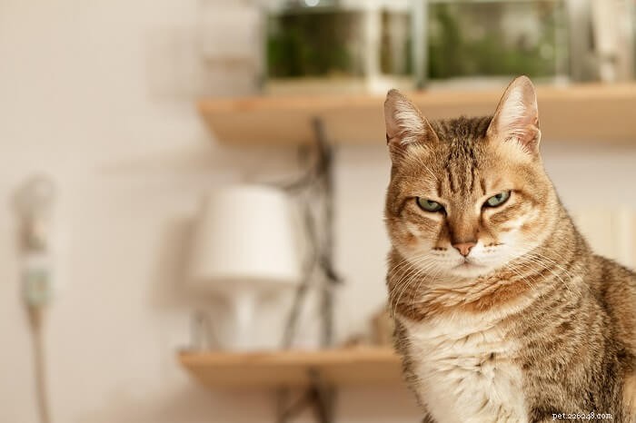 5 Key Reasons Your Cat Stares at You (and What It Means)
