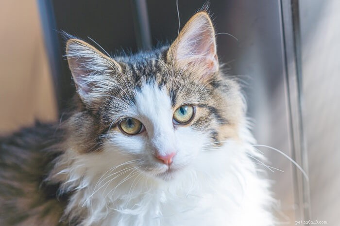 5 Key Reasons Your Cat Stares at You (and What It Means)