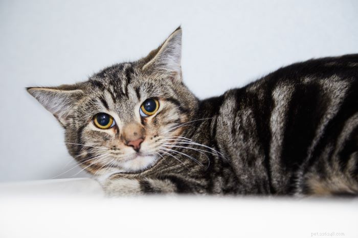 5 Key Reasons Your Cat Stares at You (and What It Means)