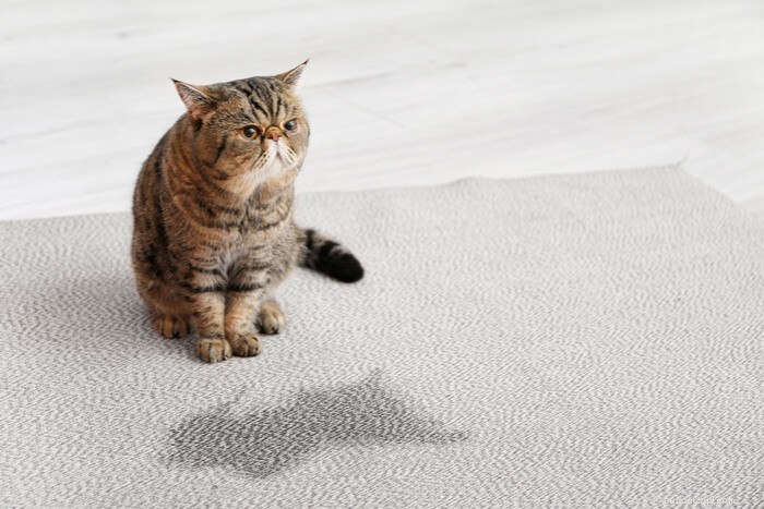 Expert Guide: Clean Your Cat’s Litter Box Like a Pro (Behaviorist Approved)