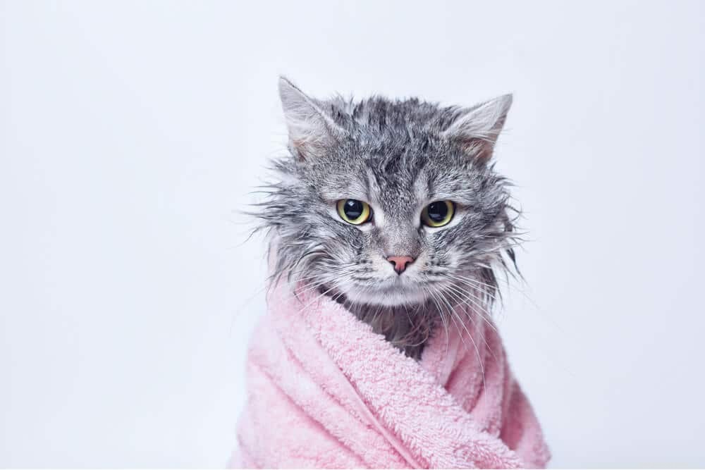 The Surprising Science Behind Why Cats Avoid Water