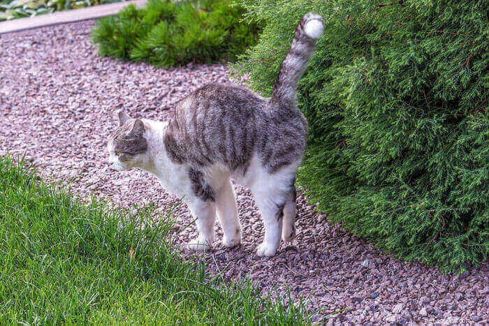 8 Proven Ways to Stop Your Cat from Spraying