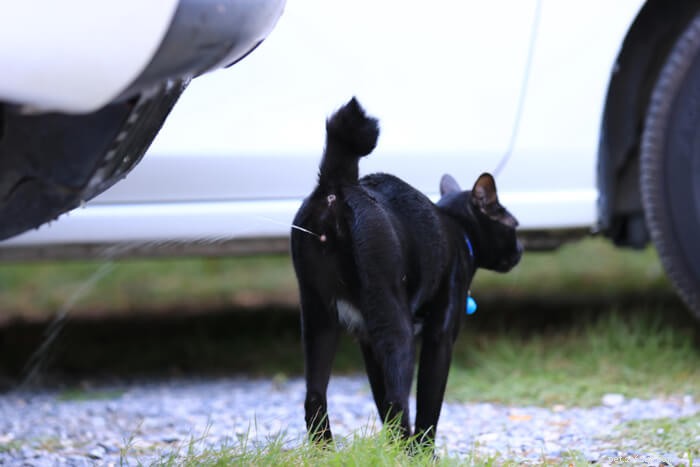 8 Proven Ways to Stop Your Cat from Spraying